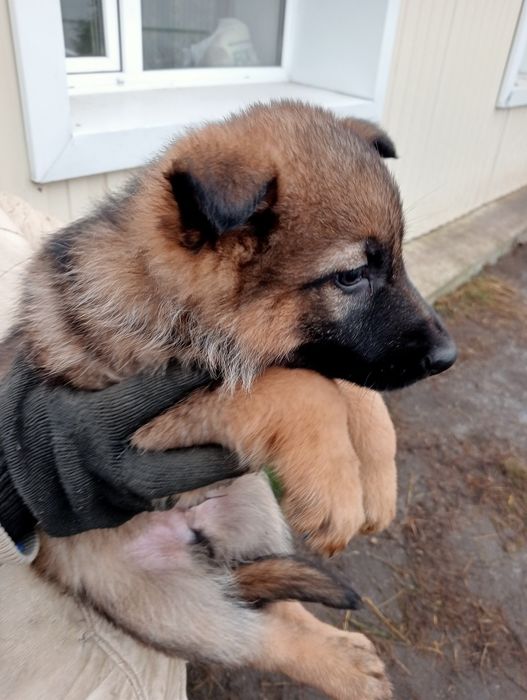 Продам щенков овчарки