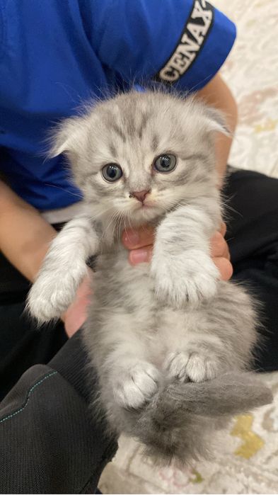 Котенок шотландский вислоухие девочка