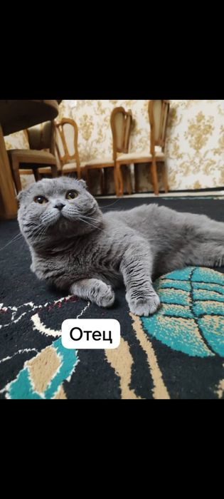 Продаются британский шотландский котят