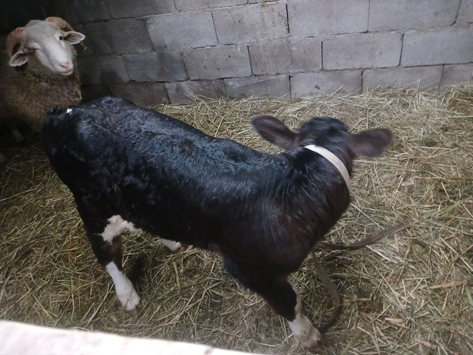 Сиырлар сатамын бузауларымен