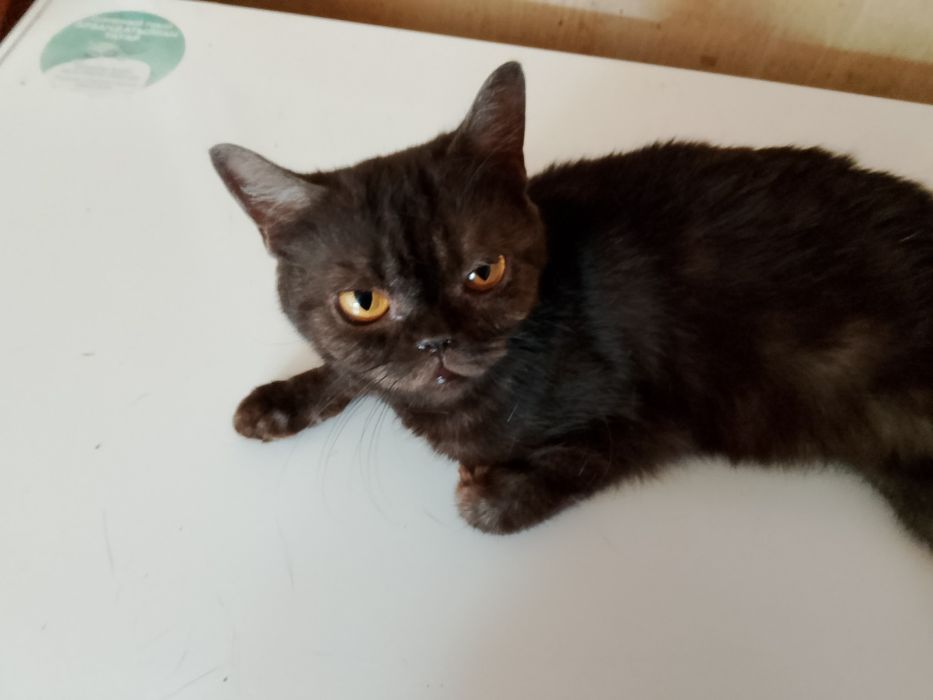 Срочно отдам.кошечку британку