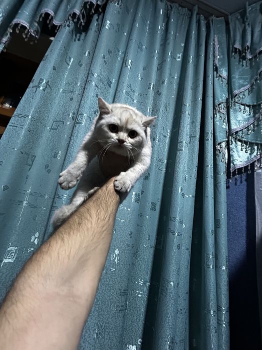 Serbritso Britanyalik Shinshilla