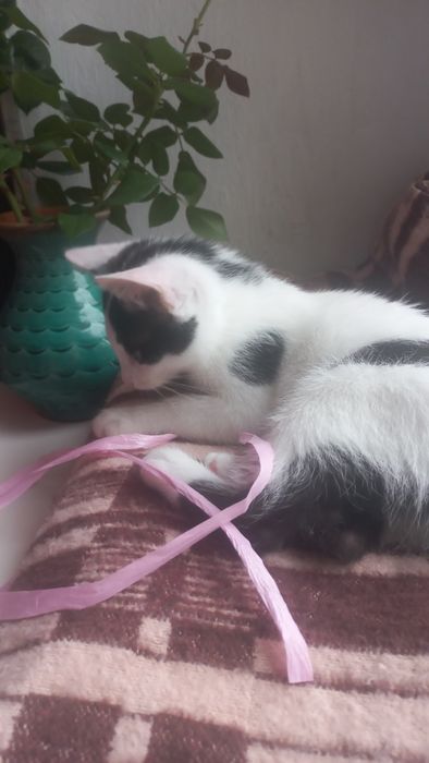 Котёнок мальчик ( примерно 2-2.5 мес)