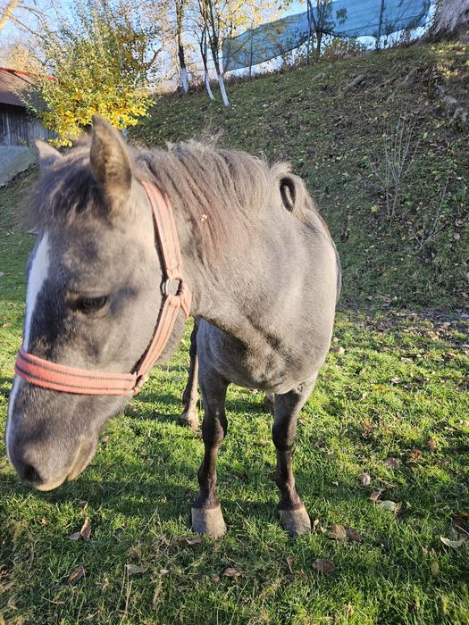 Cal deres ,vârstă 2 ani