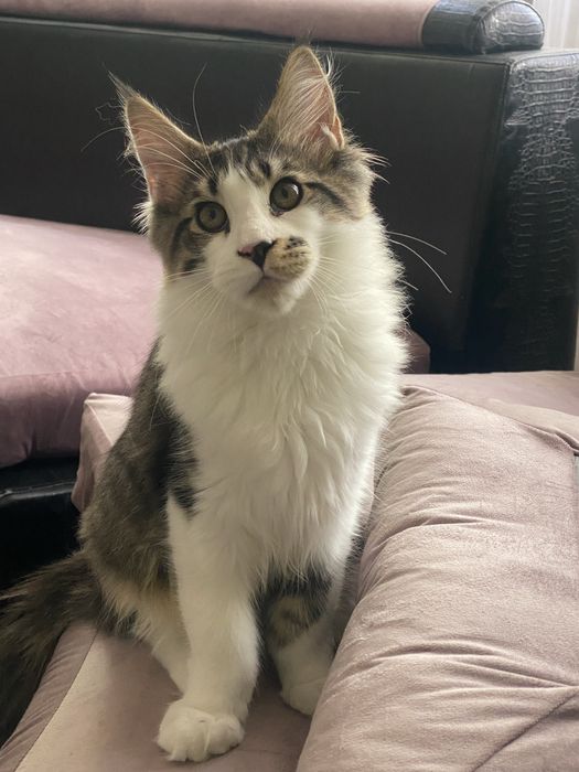 Котенок мейн кун