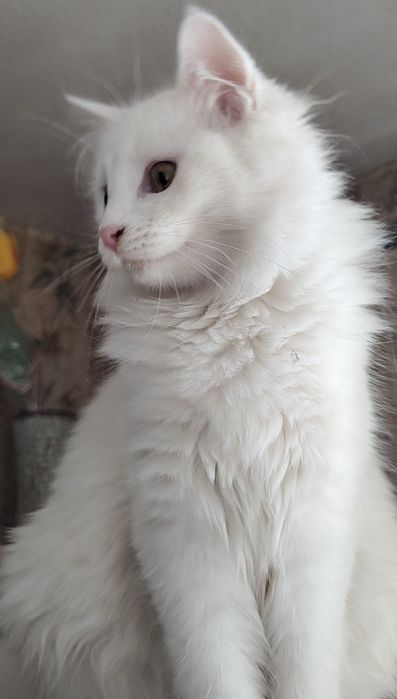 Персийска чинчила, снежно бяла, 6мес.