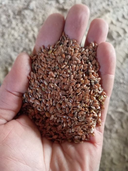 Лён, пшеница (т.с.)хорошо качество