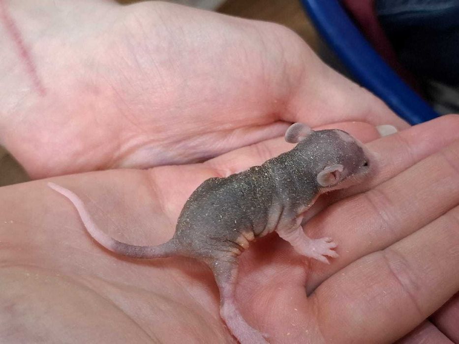 Крысята, лысые, сфинксы