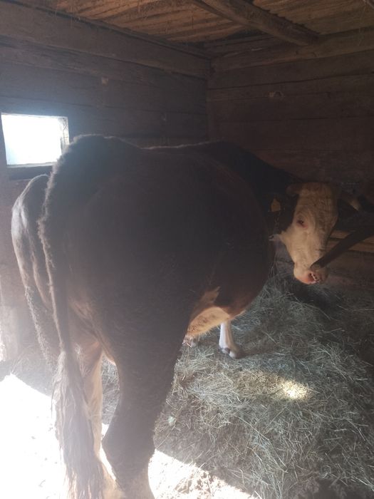 Vând vacă gestantă