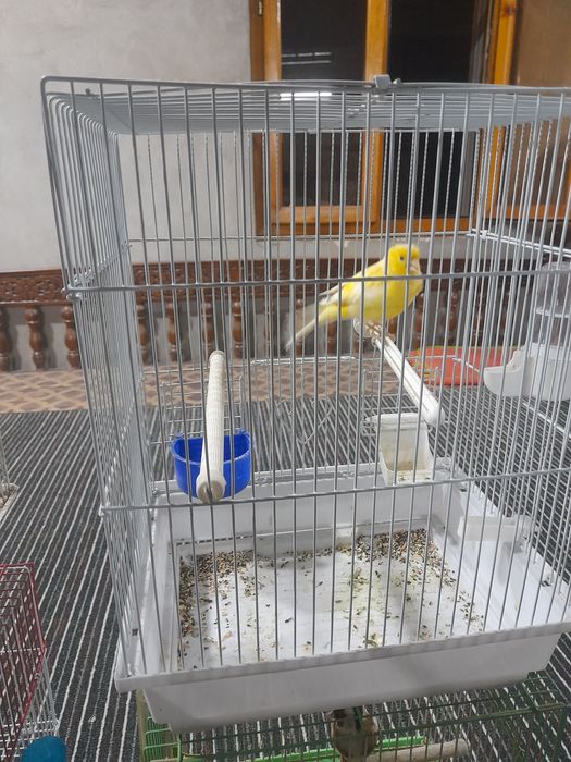 qushla sotiladi kokil kanareykala