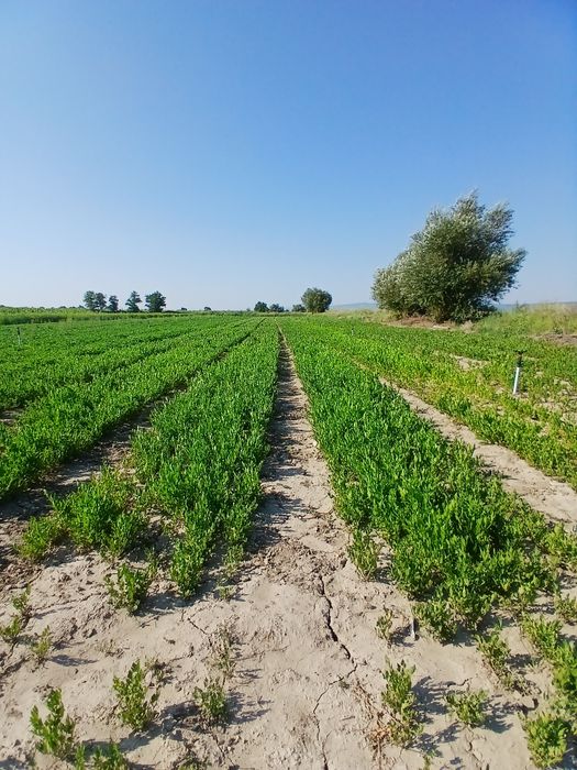 Vand leustean si patranjel la Kg sau legaturi