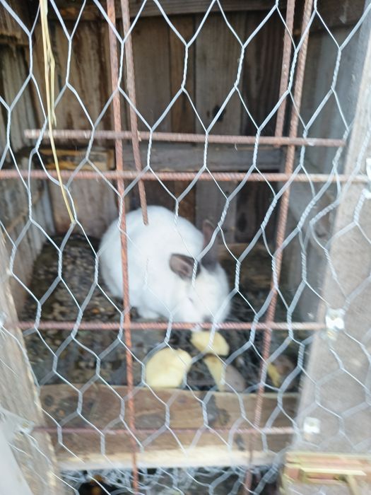 Vind iepurii crescuți cu mîncare naturală