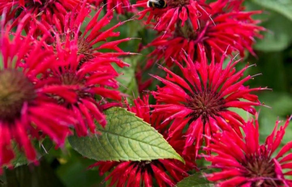 Монарда многолетняя