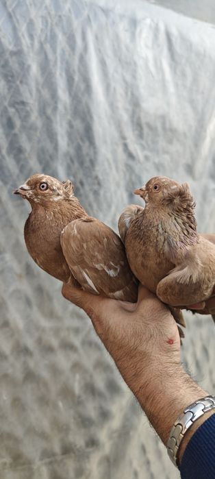 Продам голубей готовая пара