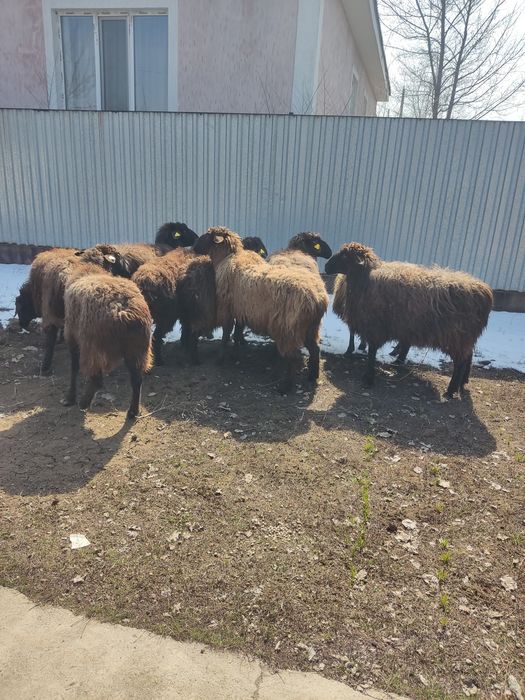 Продам баран .откорм