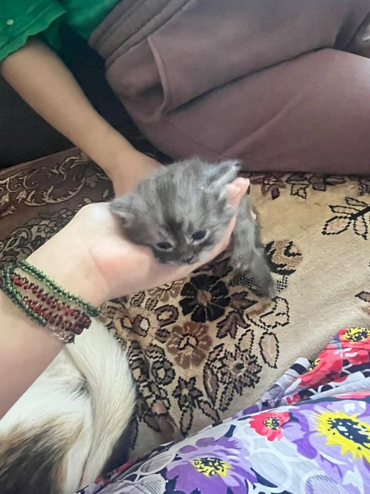 Отдам котят британцев