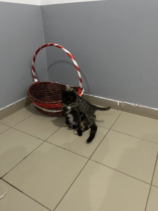 Кошка отдадим в добрые руки,