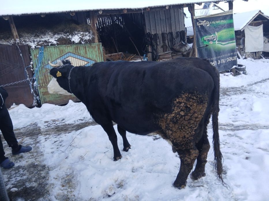 Vând vaca gestanta