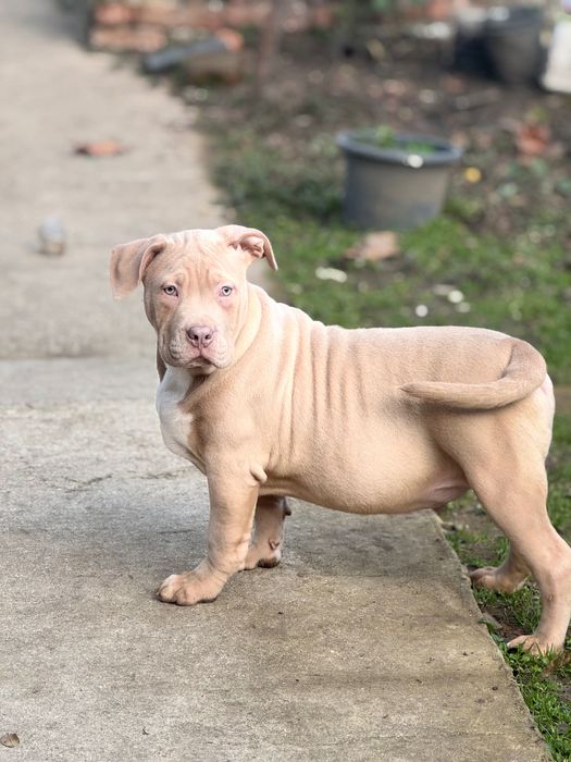 Американско Були хл