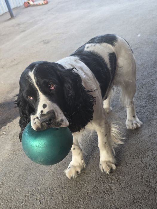 Продаются щенки спаниеля от рабочих собак