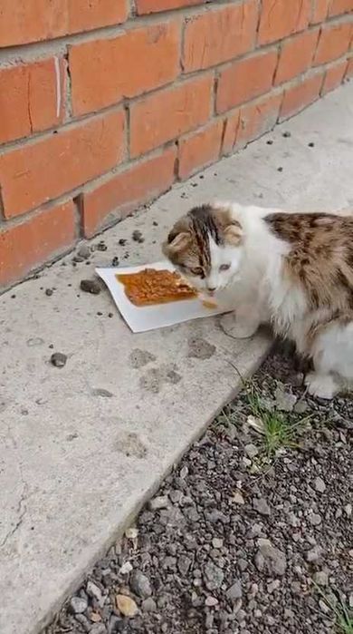 Чья кошечка? Нужен дом!