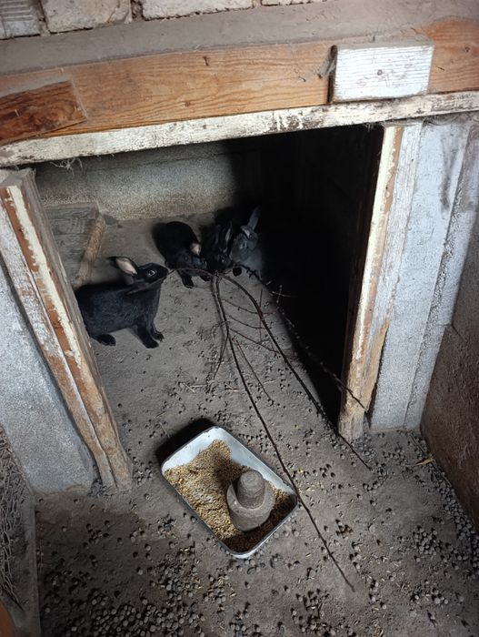 Зайци.на 4 5 месеца