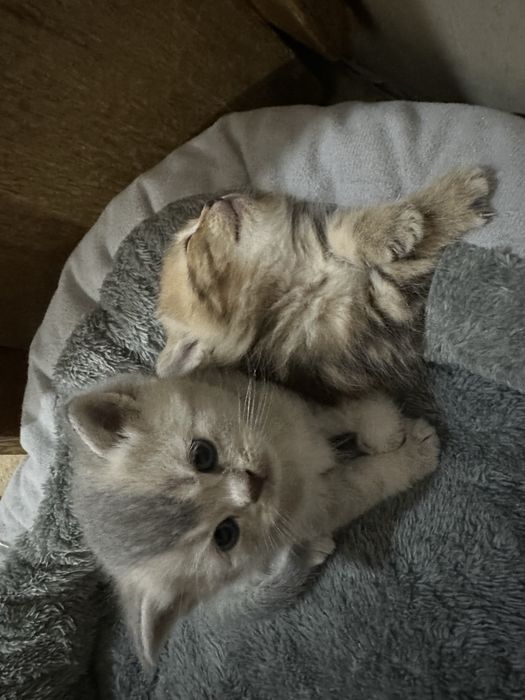 Котята шатландцы
