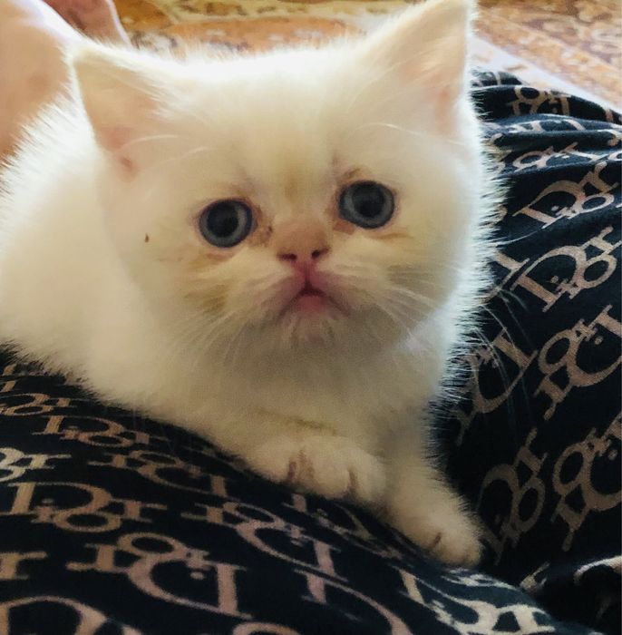 Internetda jinsiy aloqada bolgan tajribali ayollar