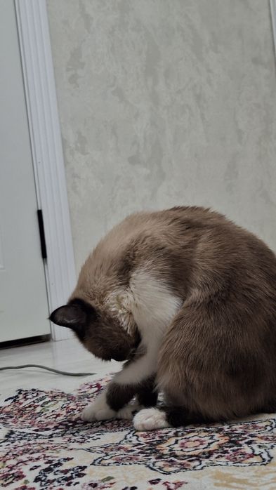 Кот Экзот 8- месяцев