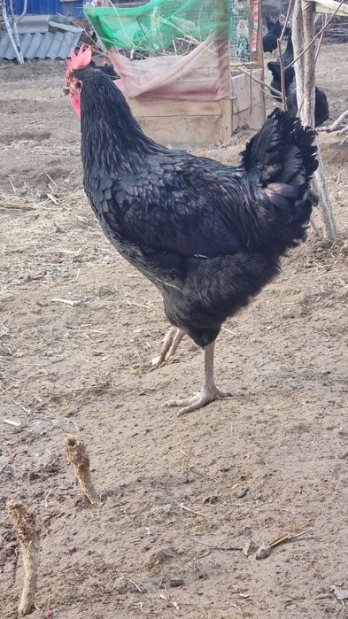 Кора шахзода Джерси гигант