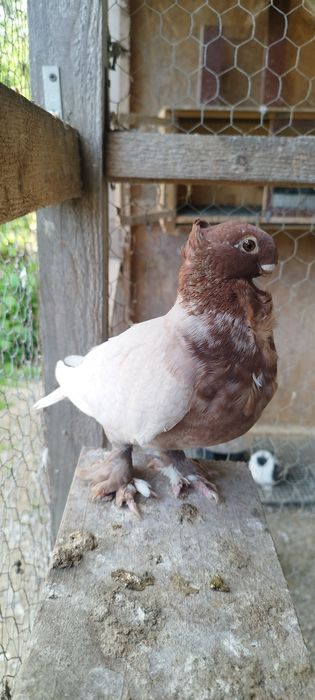 Porumbei Blondineti