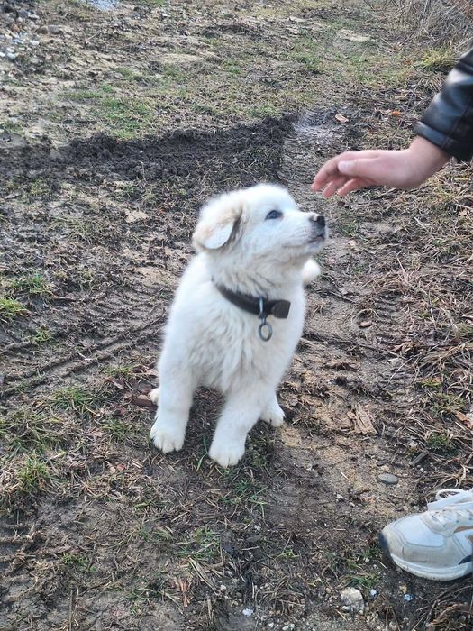 Каракачанско кученце