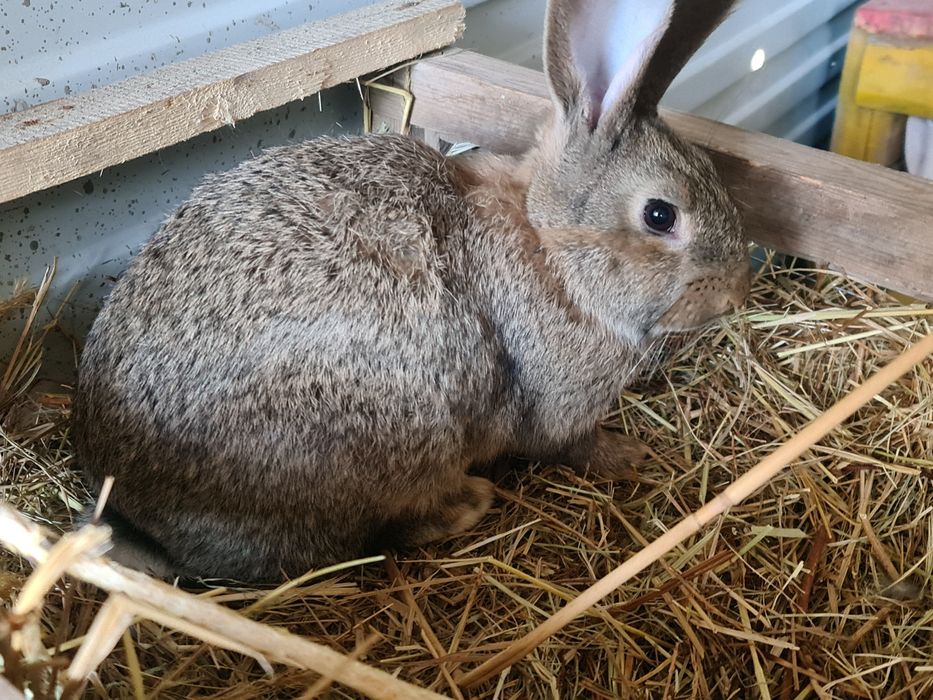 Кролики 2,5 месяца