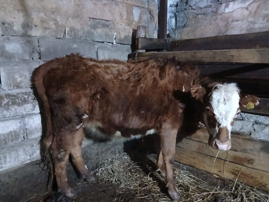 Продам с откорма тёлочек