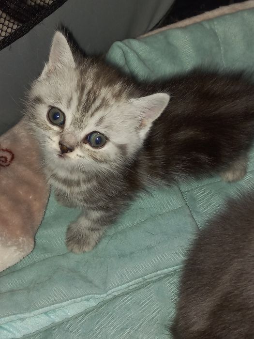 Продам шотландских котят.