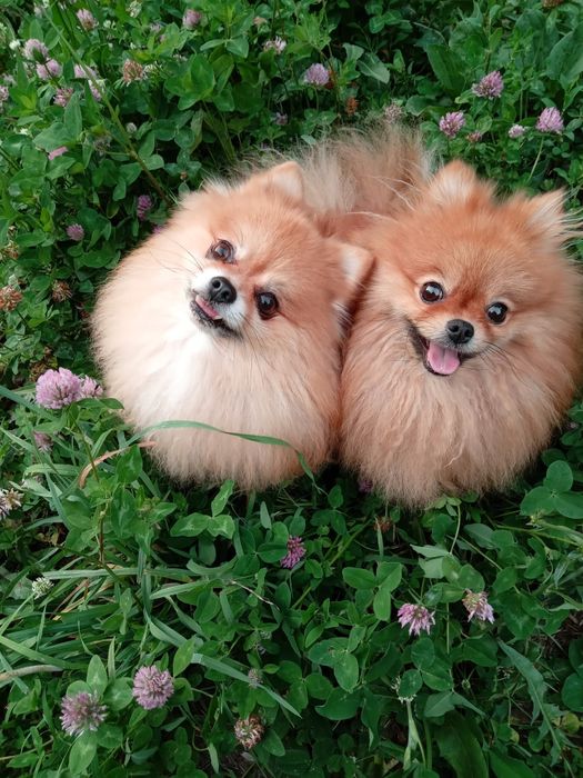 Продам собаку Шпиц