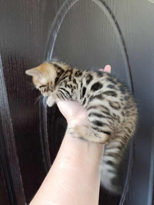 Бенгальский котёнок мальчик — яркий браун с розеткой на золоте


Текст