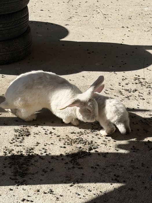 Кролик крольчата