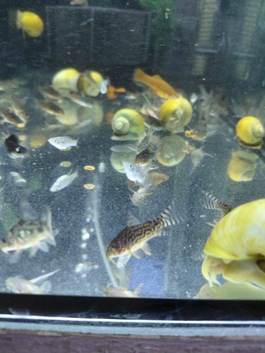 Продам коридорасов