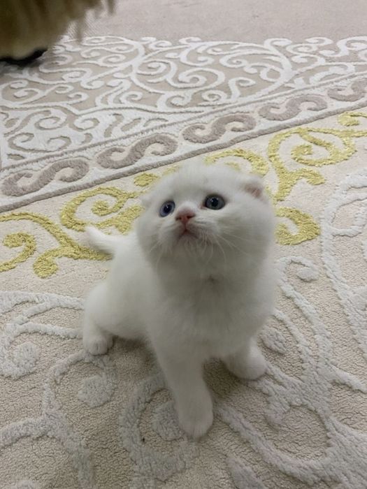 Британские котята
