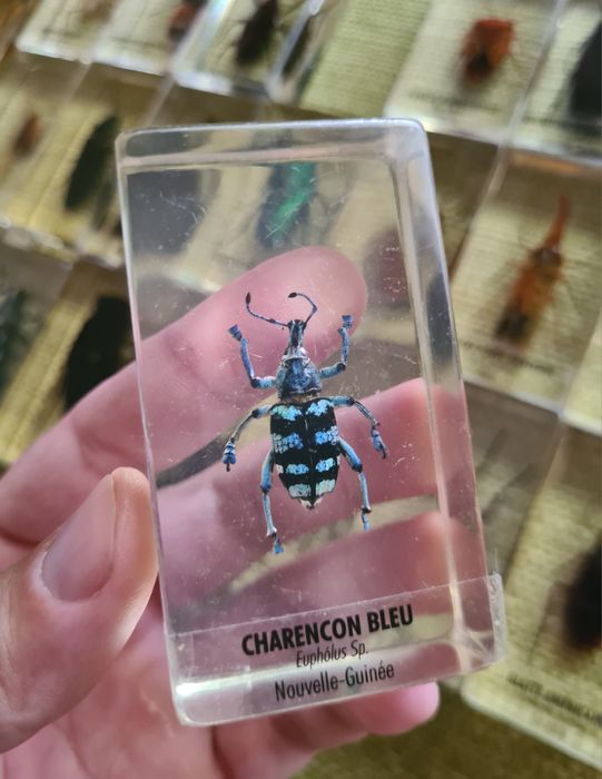 Insecte Reale DeAgostini Franta Insectar Incadrate In Rasina Copii