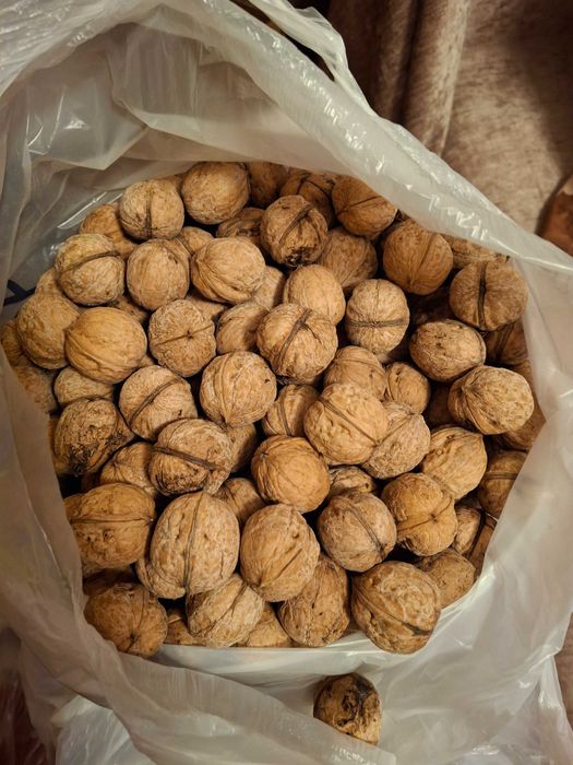 Грецкие орехи продам