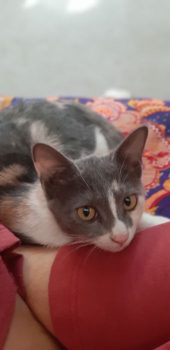 Ласковые,добрые игривые котята