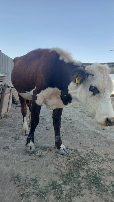 Бұзаулы сиыр сатылады