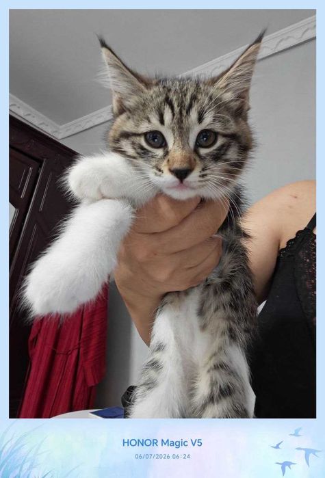 Котенок, дома родился, домашний