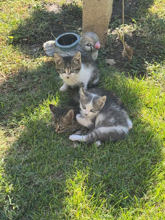 Подаряват се две котенца