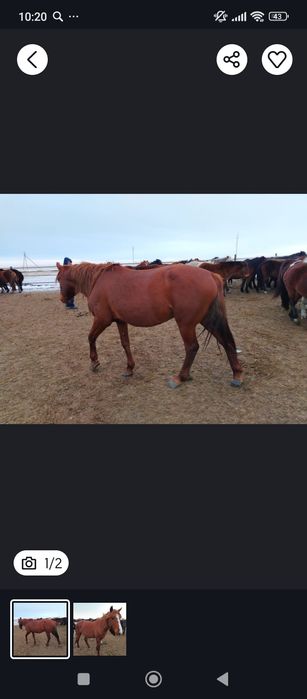 Продам жеребчика