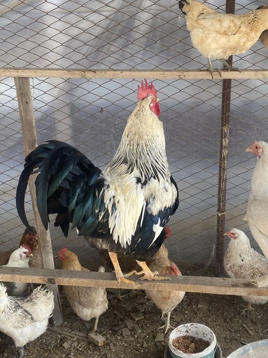 23 тауық 2 қораз