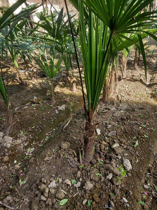 PALMA GULI Dekarativniy