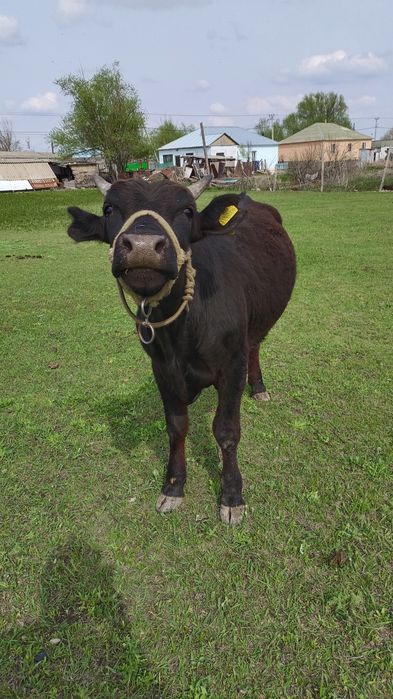 Екі өгізше сатылады.